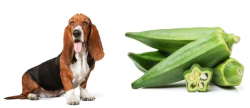 Benefits of okra for dogs Benefits of okra for dogs