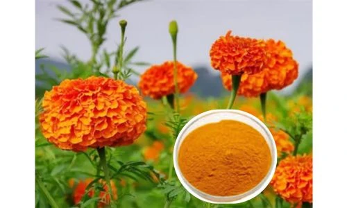 Marigold Flower Powder supplier Marigold Flower Powder supplier